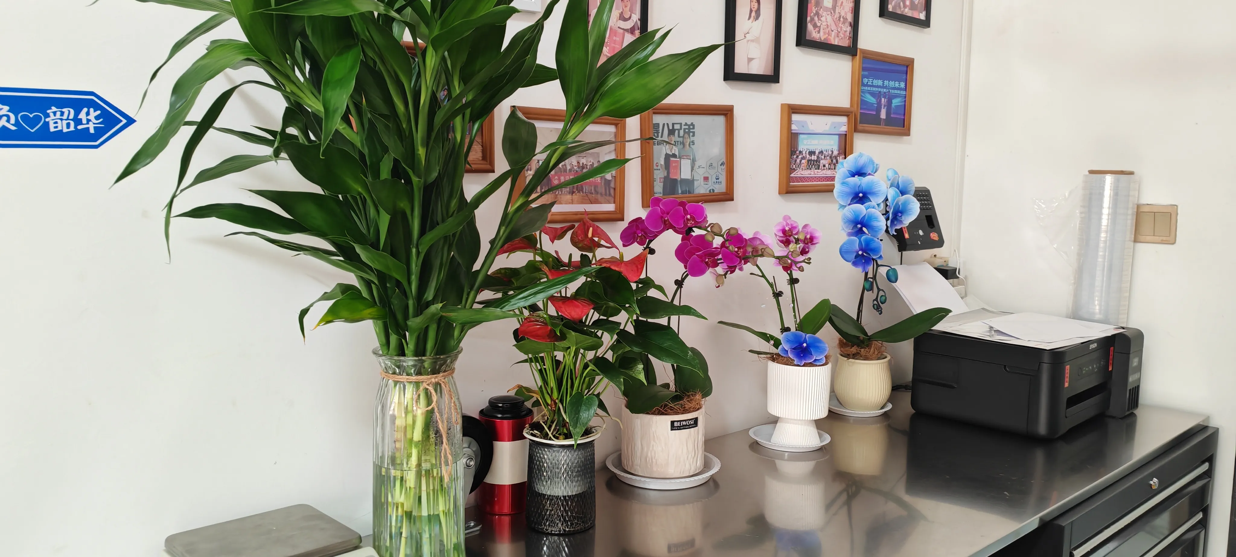 JOJO Pack এর নতুন বন্ধুদের স্বাগতম!